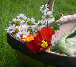 runner beans and flowers