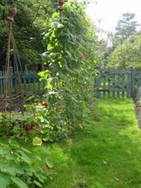 runner beans