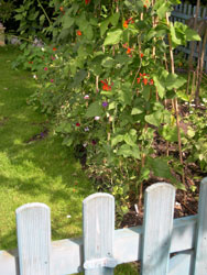 runner beans and sweet peas in August.jpg