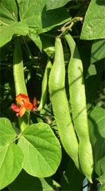 runner beans with flowers