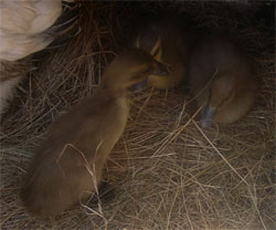 runner ducklings 2 weeks old