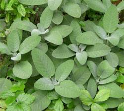 sage, mint and wild strawberry leaves