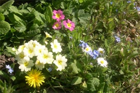 self seeded flowers and weeds
