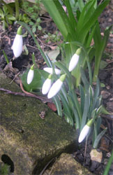 snowdrops by the gate