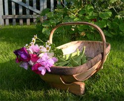 sweet peas and runner beans