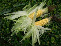 First sweetcorn cobs of the season