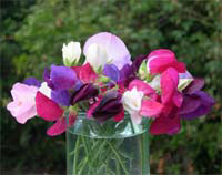 sweetpeas