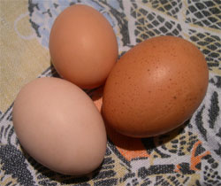 three eggs today