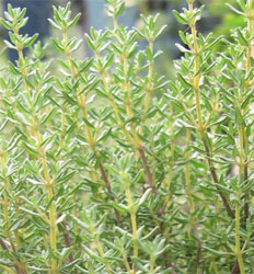 Thyme grown for slow cooked Spanish lamb