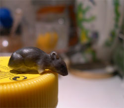 tiny rat