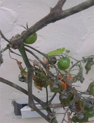 tomato blight signs