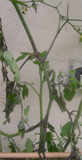 tomato blight on stems and leaves
