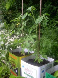 tomato plants in olive tins