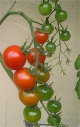 tomato truss