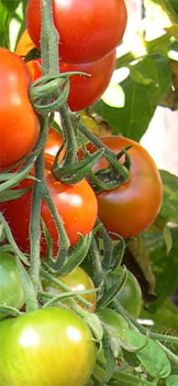 tomatoes ripening