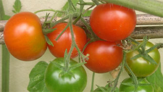 tomatoes ripening on the vine