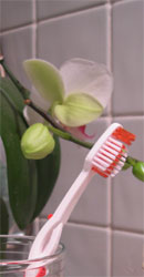 toothbrush and orchids