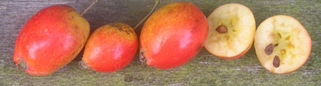 unidentified fruit