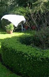 hedging in the garden