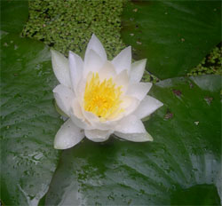water lily in newt pond