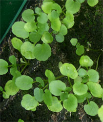 home growen watercress