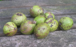 wet walnuts