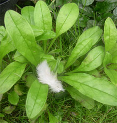 white feather on forget-me-nots