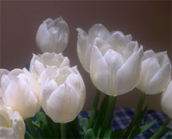 white tulips