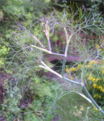 wild fennel