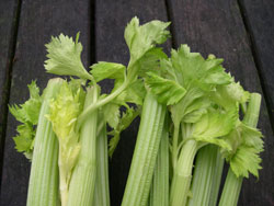 Winter Celery