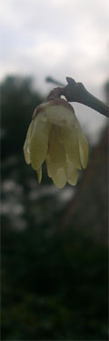 wintersweet