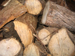 wood pile