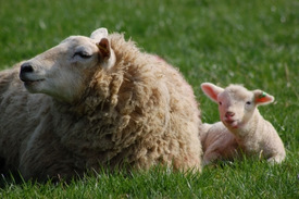 Ewe and lamb (copyright Nicholas Tarling)