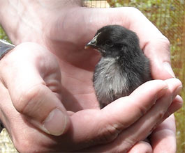 Photo: 4 day old leghorn chick