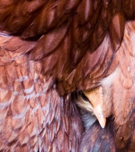 Photo: Caroline's shot of chick peeping out (all rights reseved)