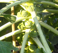 Photo: Brussel sprouts