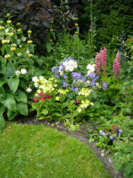 Photo: Summer border without Sweet Peas