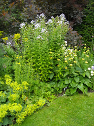 Photo: Herbacious border detail