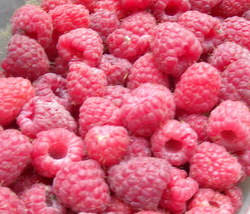 Home grown organic raspberries