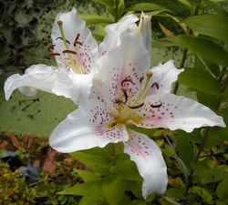 Photo: Lillies in the pond garden