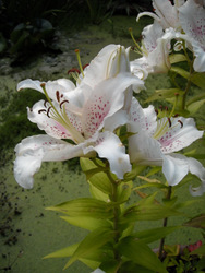 Photo: My favourite lily - Muscadet
