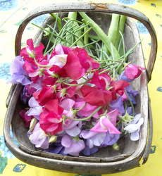 Photo: Sweet peas and runner beans