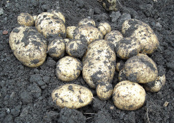 Photo: Some of Danny's 2009 spuds 
