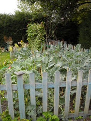 Photo: September in the old kitchen garden