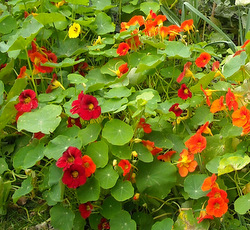 Photo: Nasturtiums