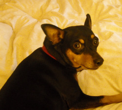 Photo: Inca our youngest Min Pin
