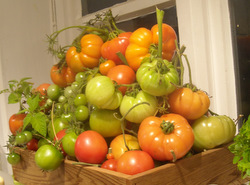Photo: September tomatoes
