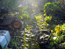 Photo: Barrow on leaf clearing duties in October