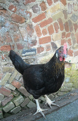 Photo: Zebedee the leghorn hen