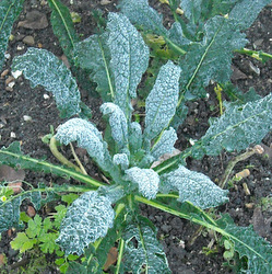 Photo: Frosted kale